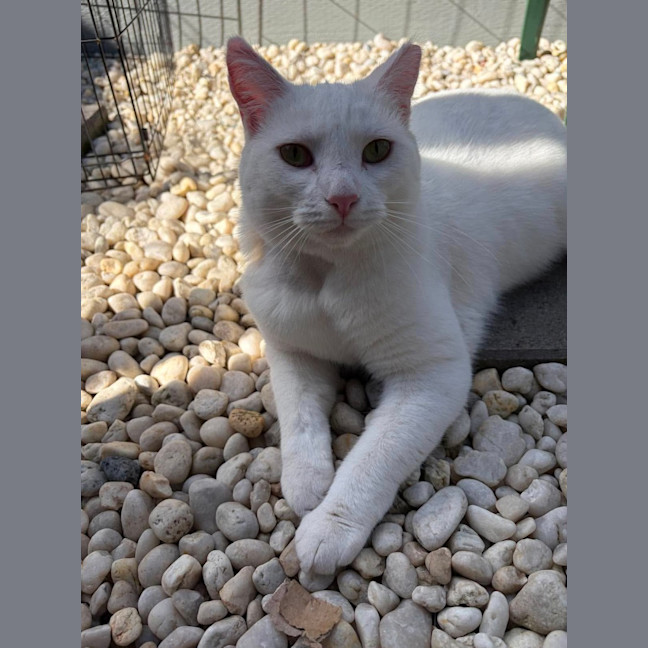 Photo of Jasmine 