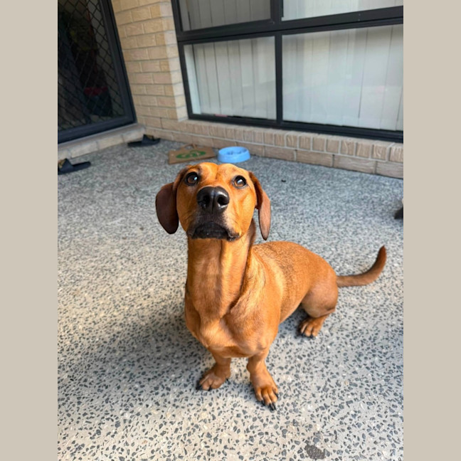 Photo of Daphne