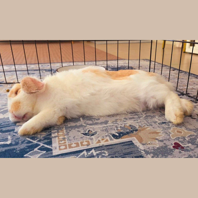 Photo of Biscuit *On Trial*