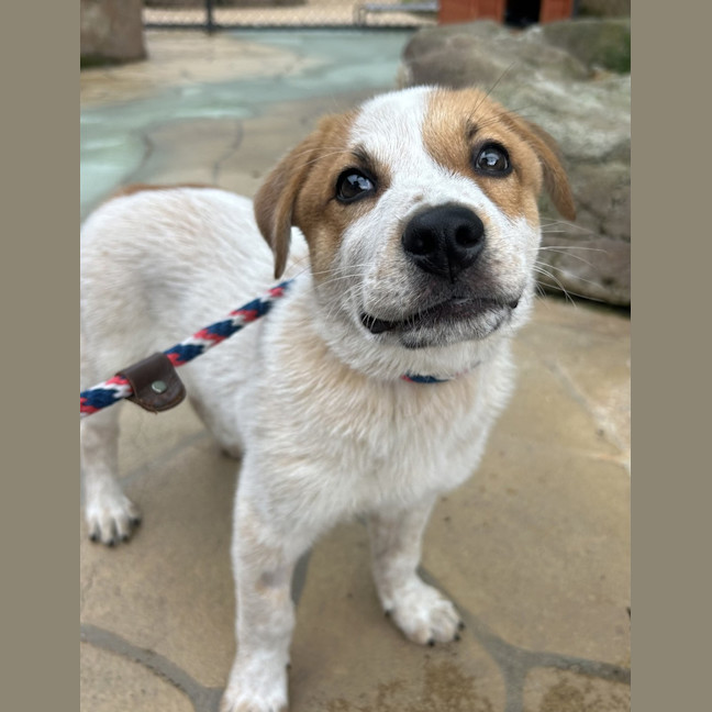 Photo of Rusty