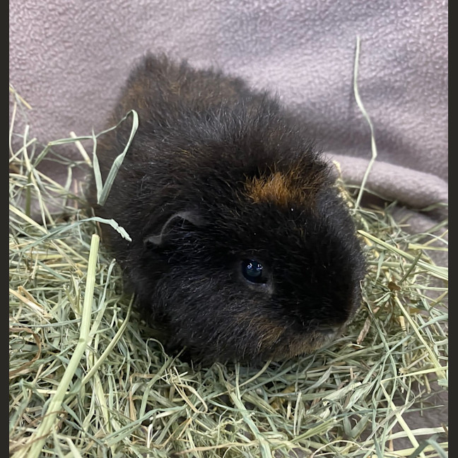 Photo of Teddy