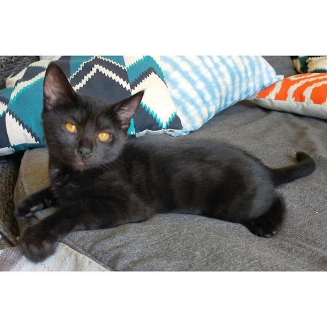 Photo of 11283   Socks