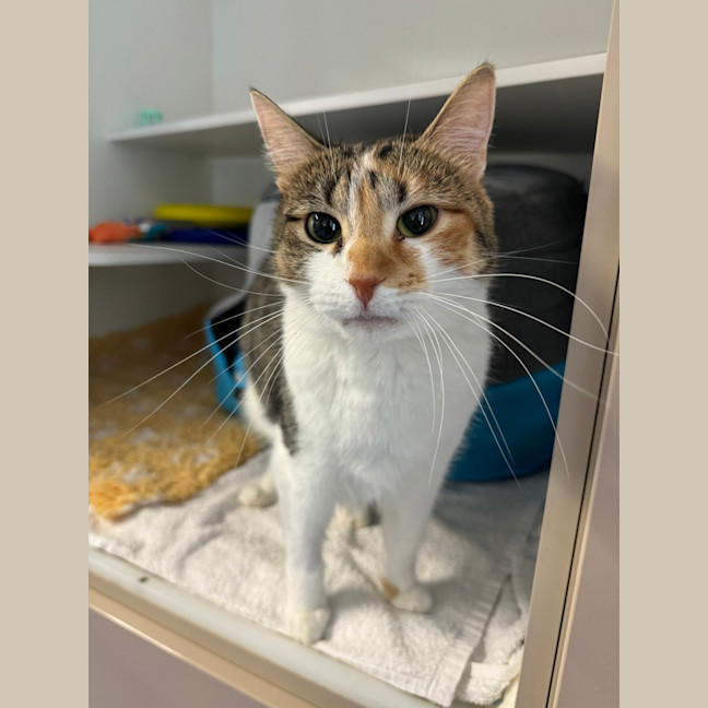 Photo of Peach