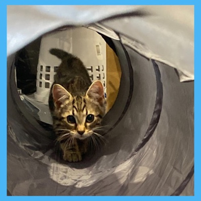 Photo of Bagel