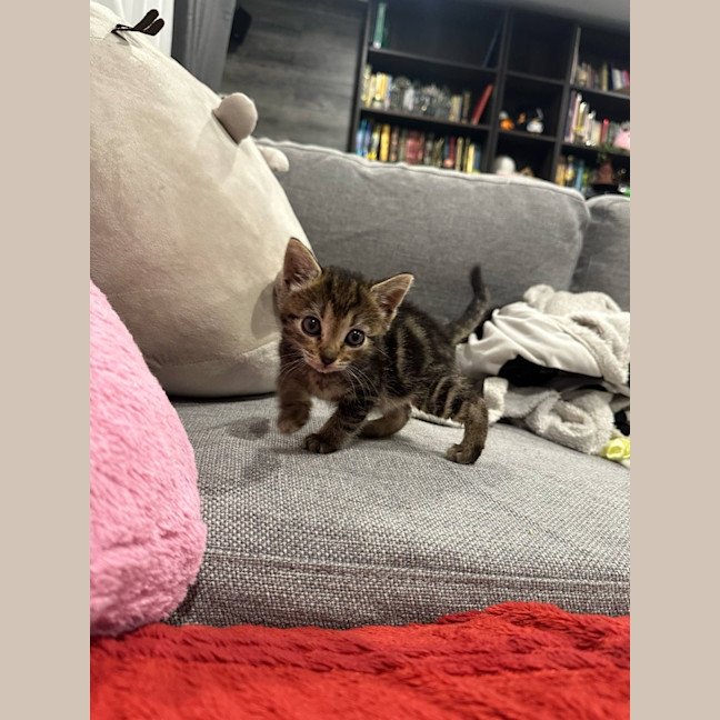 Photo of Toby (Was Starburst)