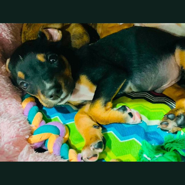 Photo of Praline