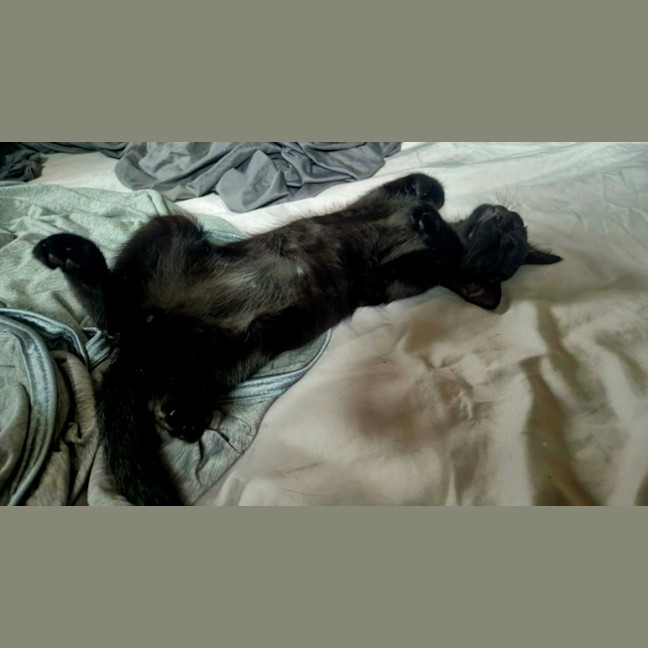 Photo of Mr Purrcival