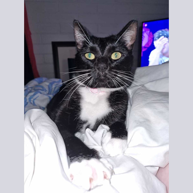 Photo of Queenie