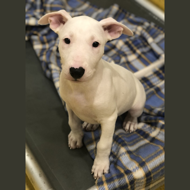 Photo of Winston