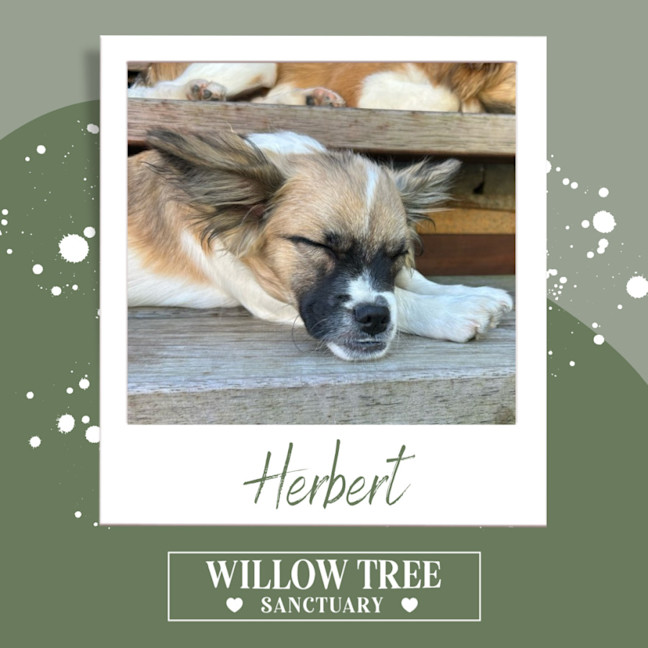 Photo of Herbert