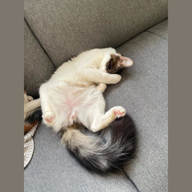 Photo of Jett