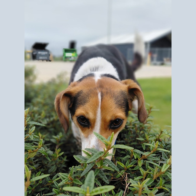 Photo of Lola