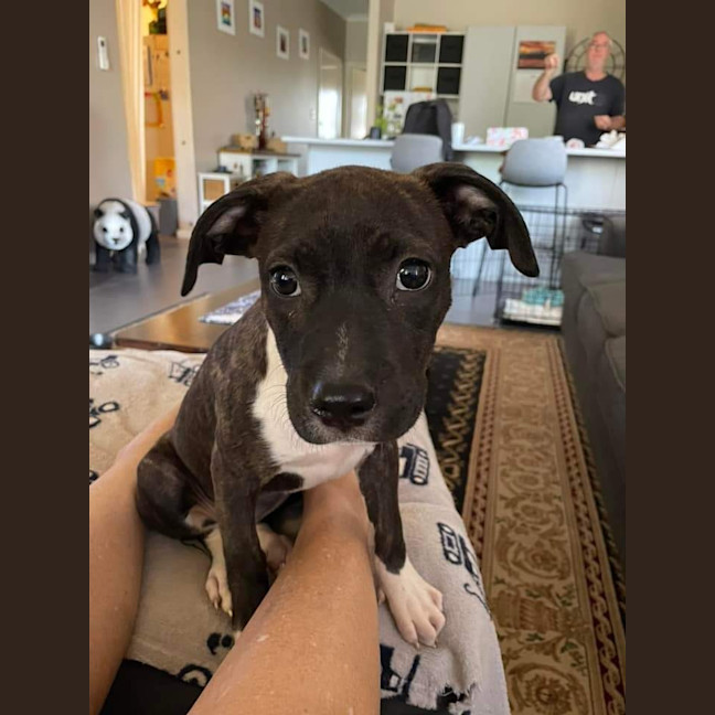 Photo of Sienna (Shadow)