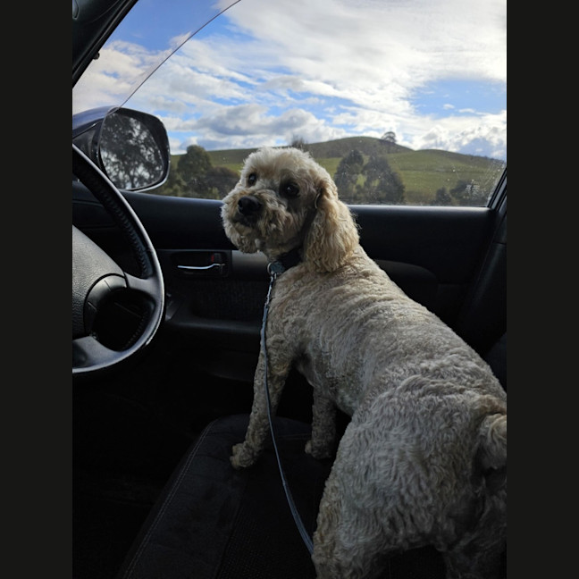 Photo of Cali And Theo