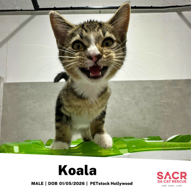 Photo of Koala