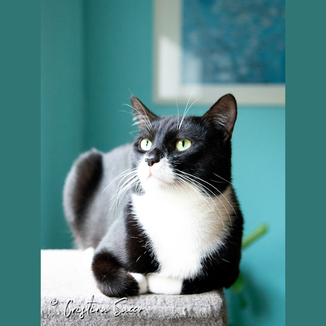 Photo of Frankie