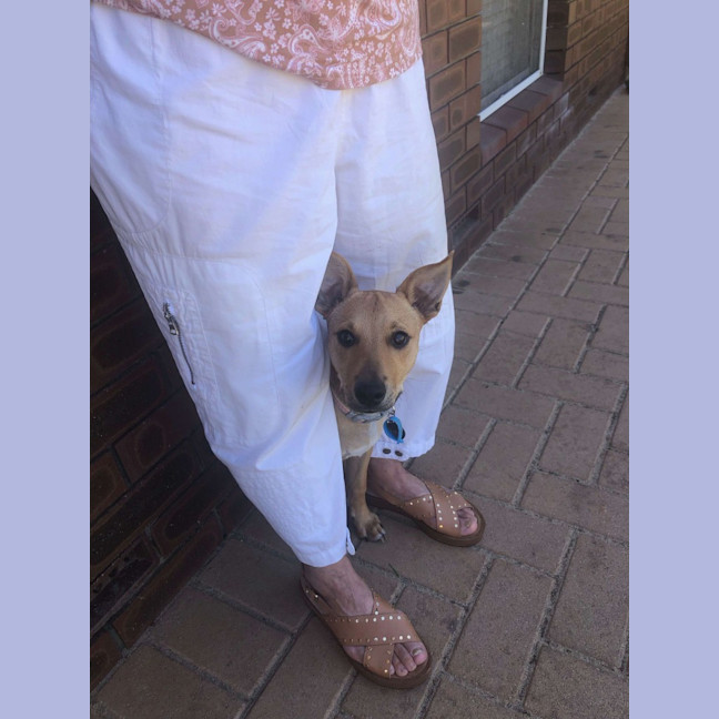 Photo of Buddy (Was Woody)
