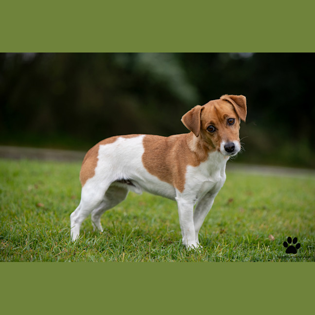 Photo of Snoopy