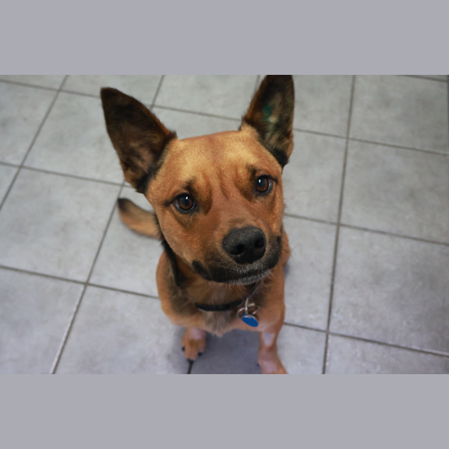 Photo of Scooter