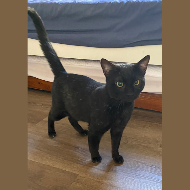Photo of Scar