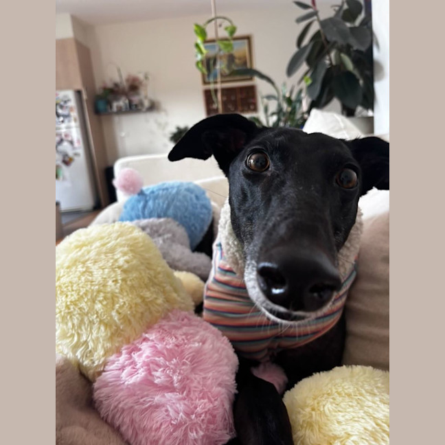 Photo of Bella
