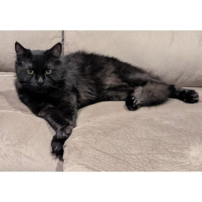 Photo of 12821   Silk