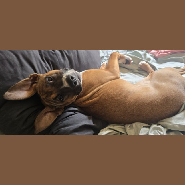Photo of Maisy