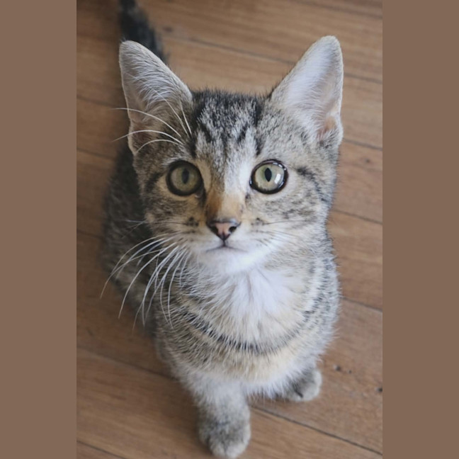 Photo of Gertrude Meet Me@Petstock Keysborough Store 