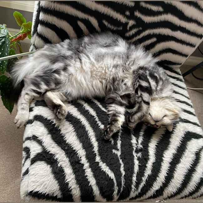 Photo of Samson 