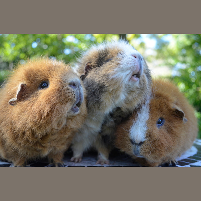 Photo of Rusty, Pumpkin And Scooter