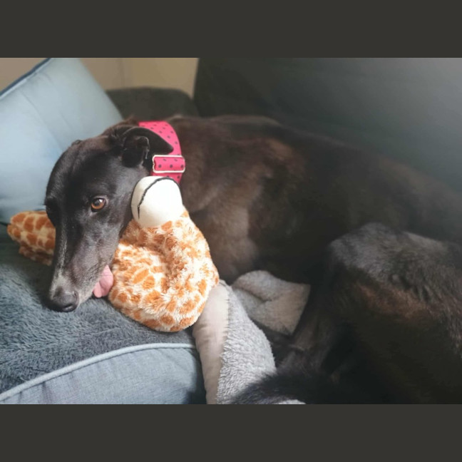 Photo of Alfie, The Greyhound