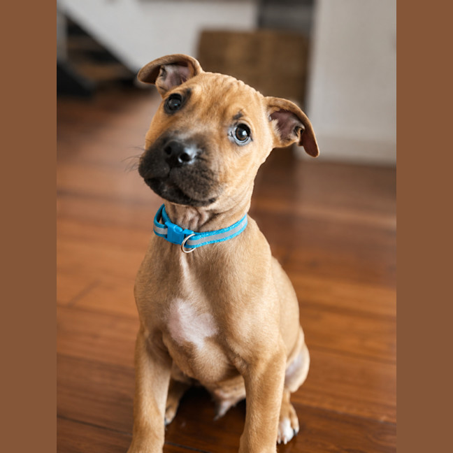 Photo of Buddy
