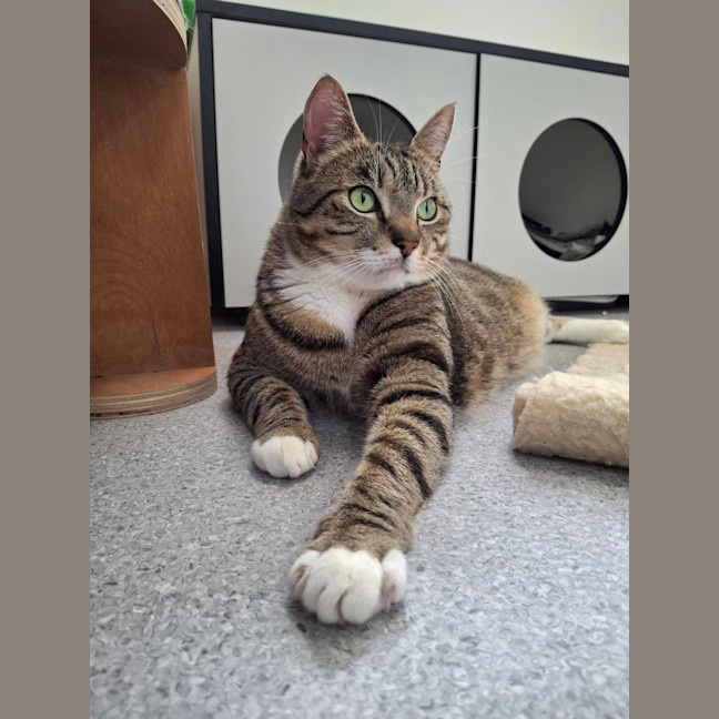 Photo of Ziggy