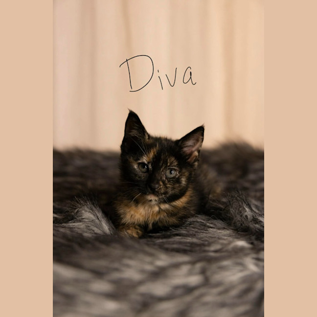 Photo of Diva