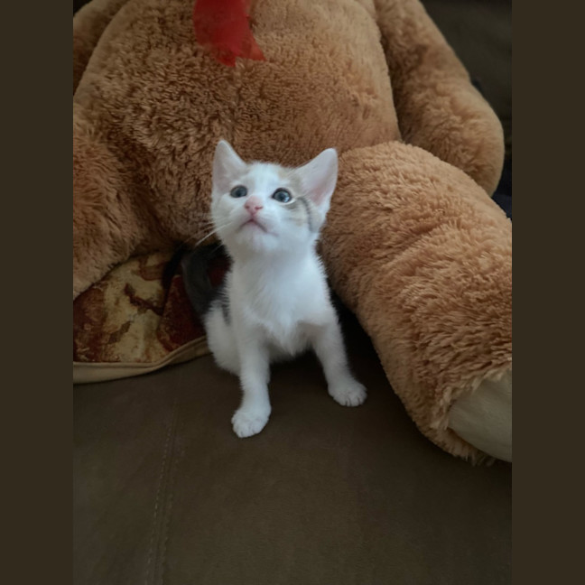 Photo of Nala 