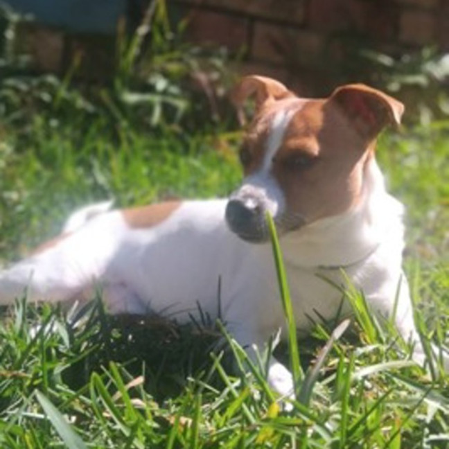 Photo of Peanut