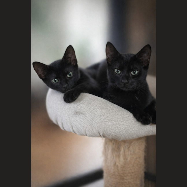 Photo of Orion And Onyx 