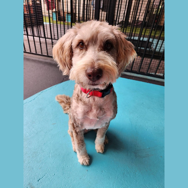 Photo of Bailey