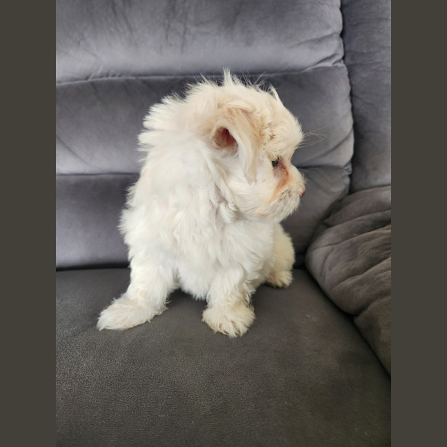 Photo of Bon Bon   8 Week Old Shih Tzu X Maltese (Trial)