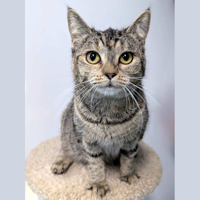 Photo of Butterscotch