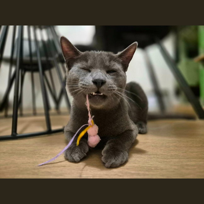 Photo of Lint