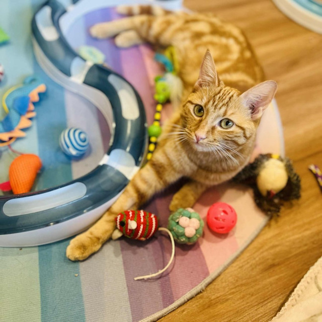 Photo of Saffron   In Foster Care In Doreen