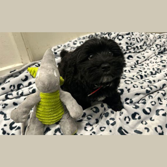 Photo of Bruce