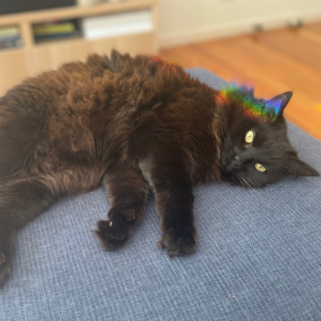 Photo of Kiki   In Foster In Preston