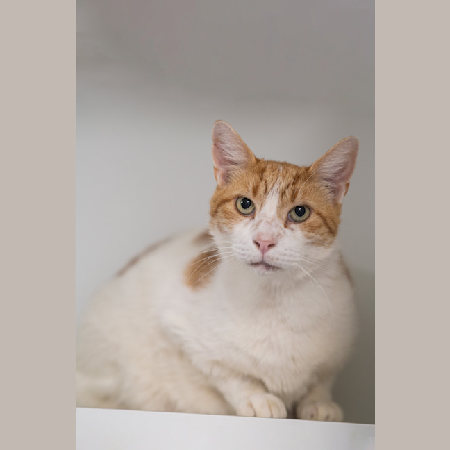 Photo of Chonky