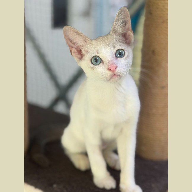 Photo of Marshmallow