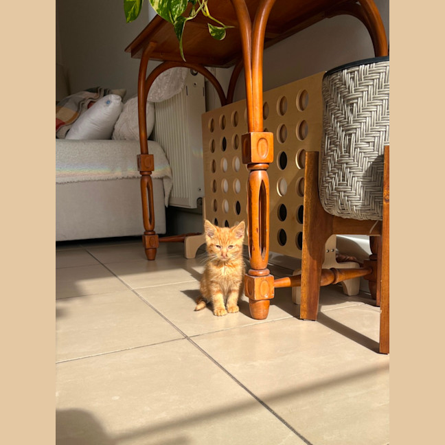 Photo of Gnocchi 
