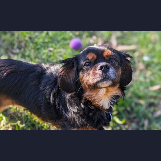 Photo of Muffin