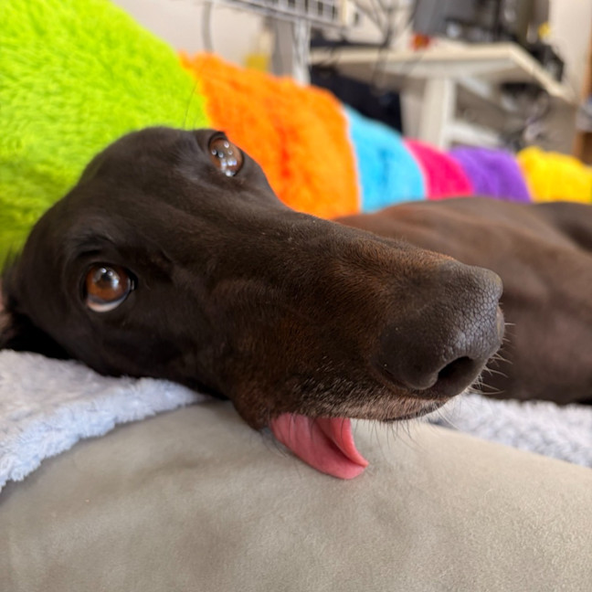 Photo of Shiloh