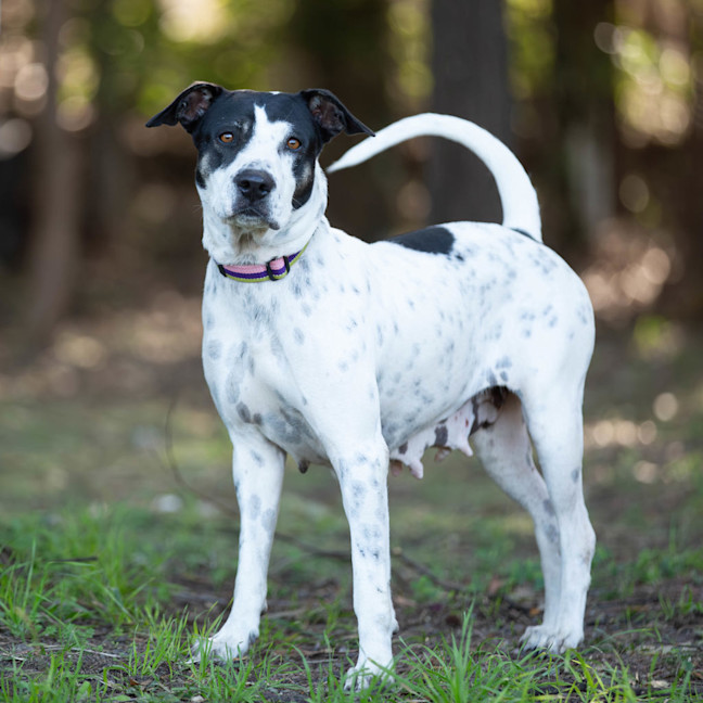 Photo of Patches